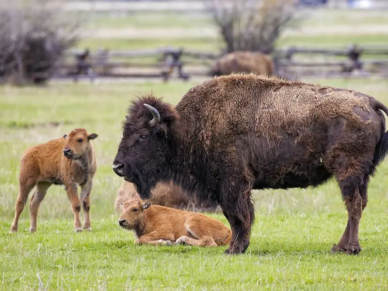 An American bison grazing on green grass