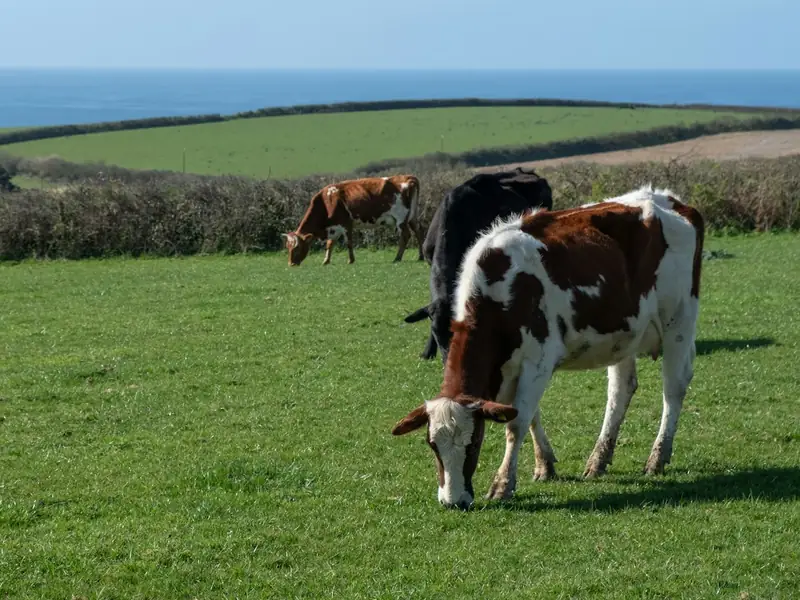 Beef cattle grazing in a lush pasture
