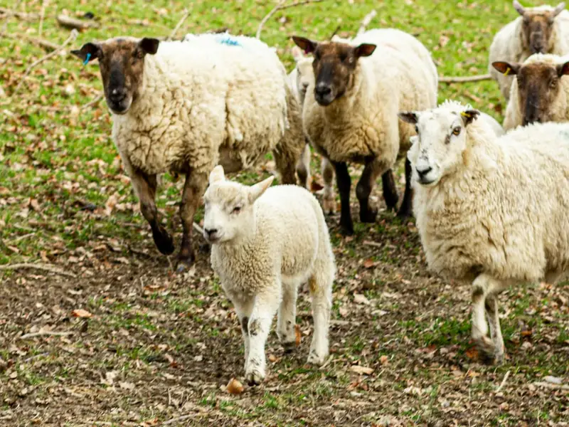 A flock of sheep grazing in a green field