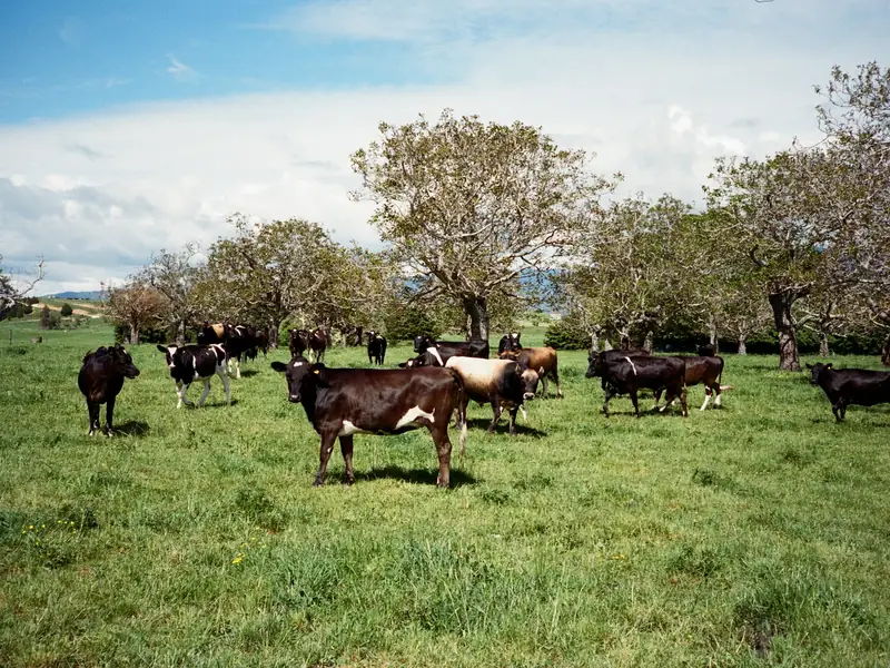 Cattle grazing in a sunny pasture with trees